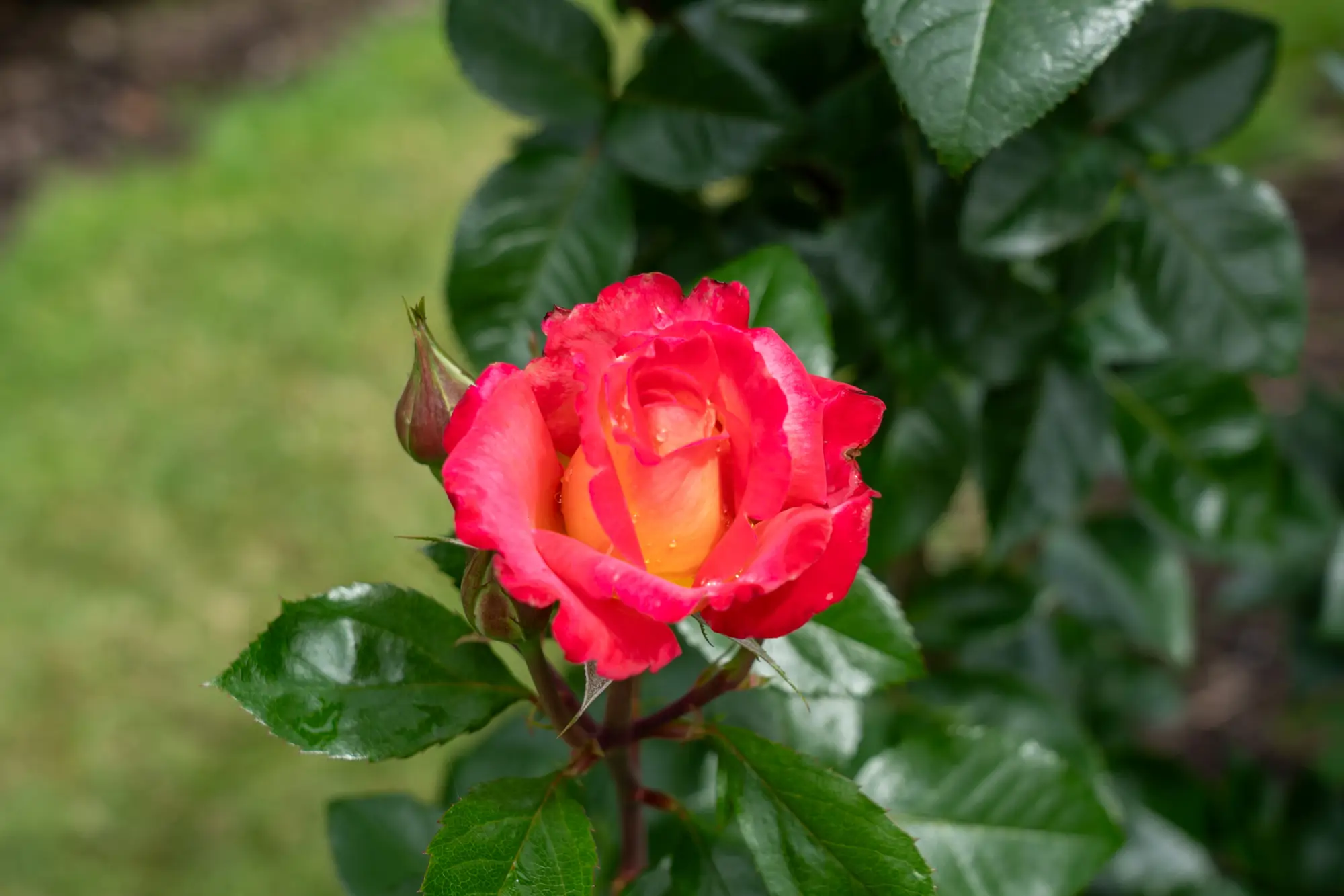 Rosa grandiflora Dick Clark