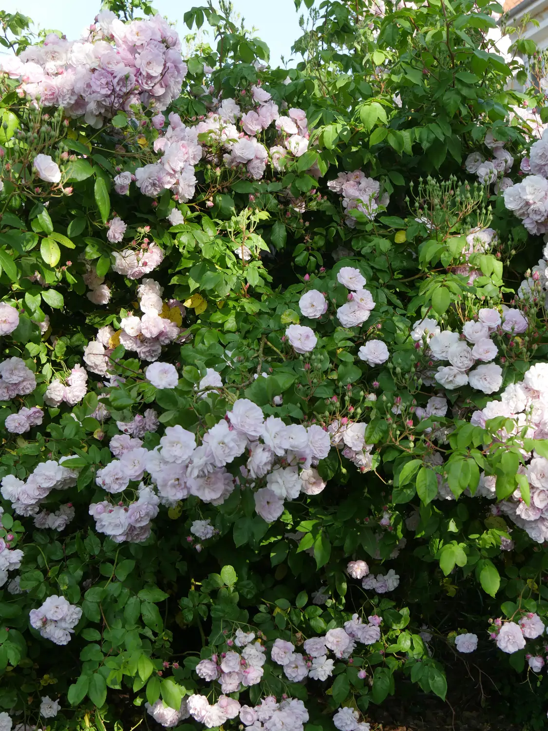 Rosas trepadoras: rosal noisette