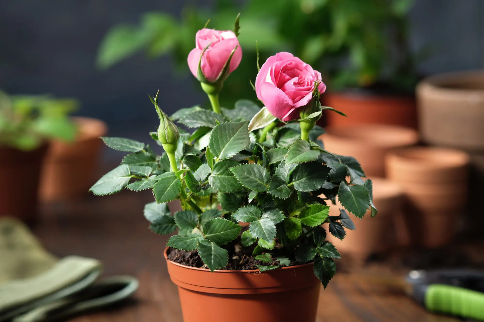 Rosa miniatura