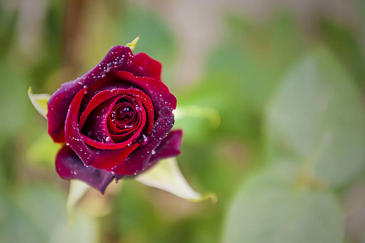 Rosas negras: Black Baccara