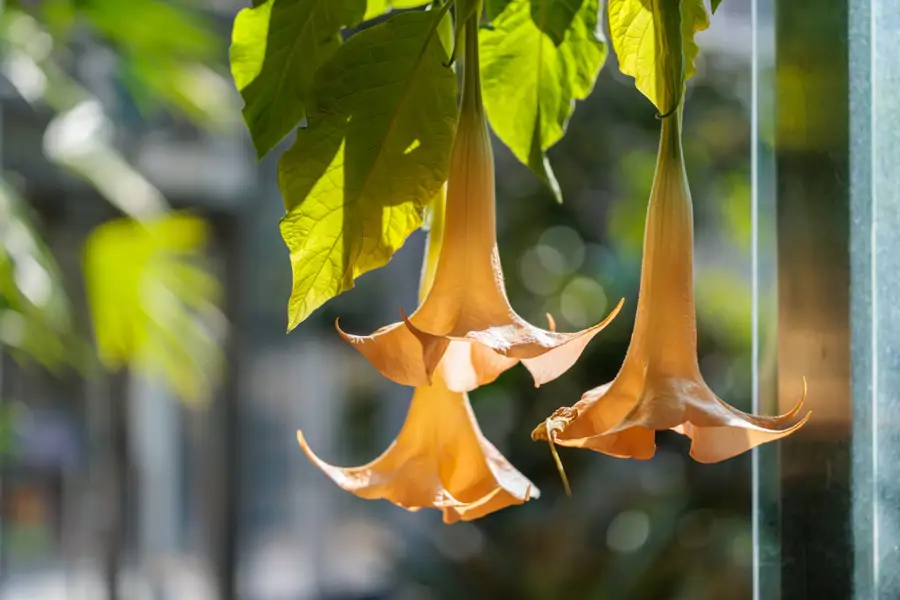 Trompeta de ángel o brugmansia