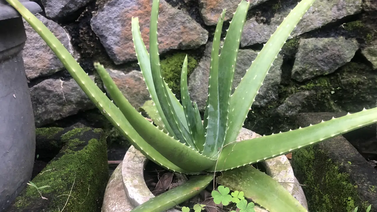 gel aloe vera da bere ALODERMA Pure Aloe Vera Gel main image 0
