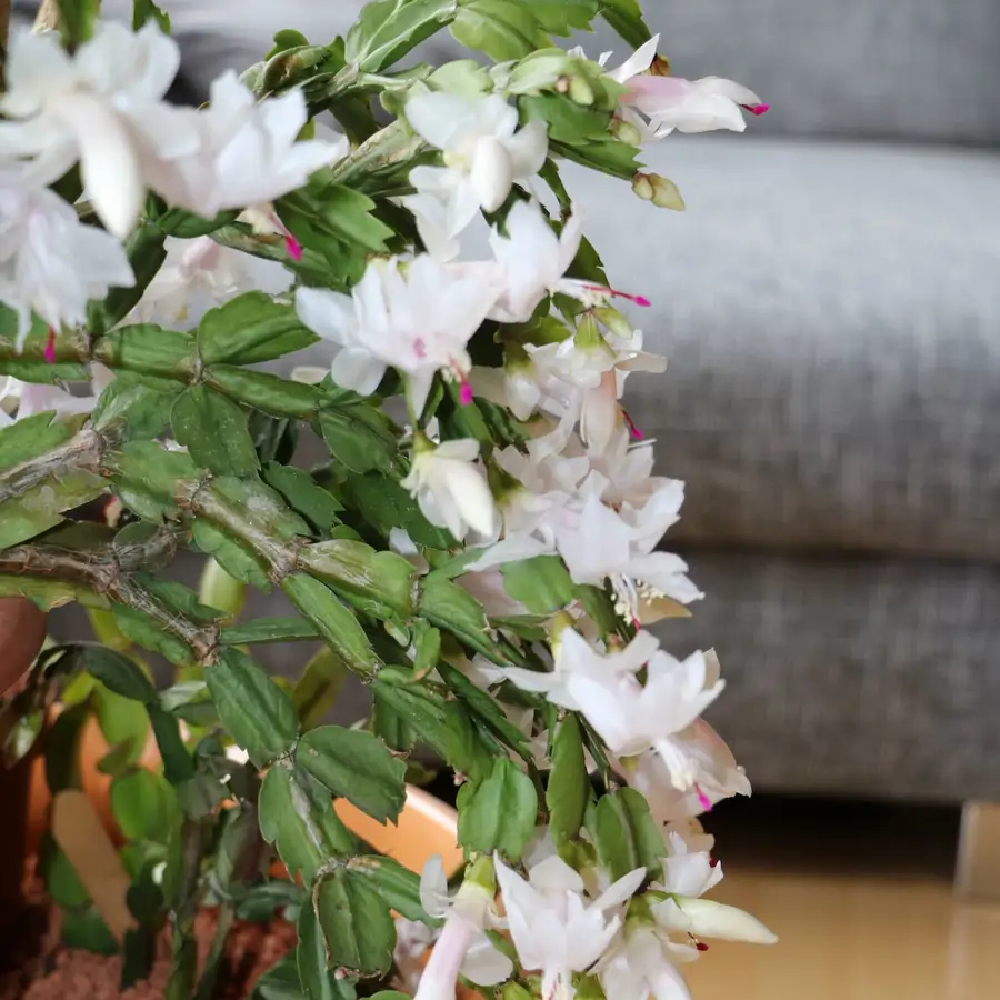dracaena fragrans 'compacta Janet Craig 'Compacta'