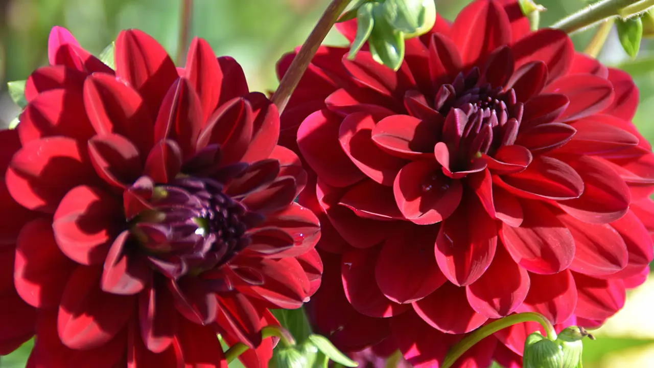 Flor Rja 20 flores rojas perfectas para regalar o decorar la casa