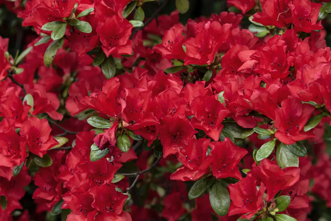 Azaleas Rojas 20 flores rojas perfectas para regalar o decorar la casa