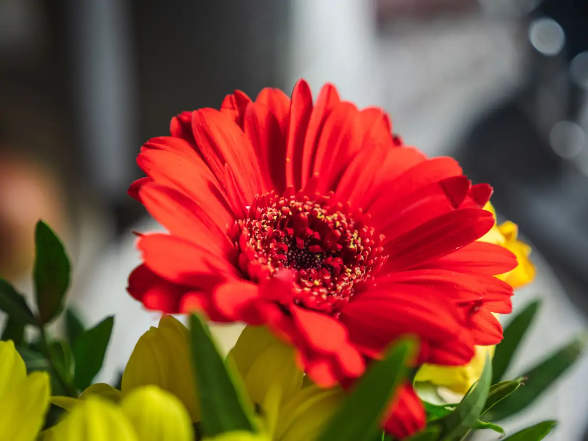Flor Rja 20 flores rojas perfectas para regalar o decorar la casa