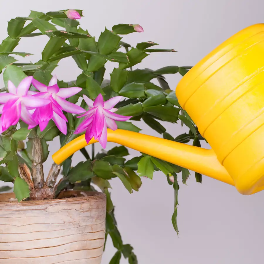 ✨ Tan bonito y más resistente que el brezo ✨ Un toque original y duradero  para jardines, balcones y terrazas 🌿 El ciprés de verano (Kochia scoparia  / Mietelnik) es una joya, image size:900x900