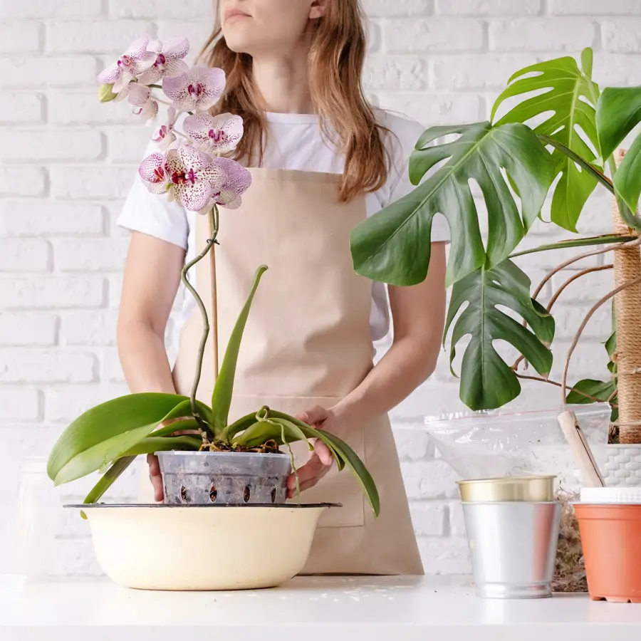 Crecimiento de heather (foto), plantación y cuidado, variedades | Un sitio  sobre un jardín, una residencia de verano y plantas de interior., image size:900x900