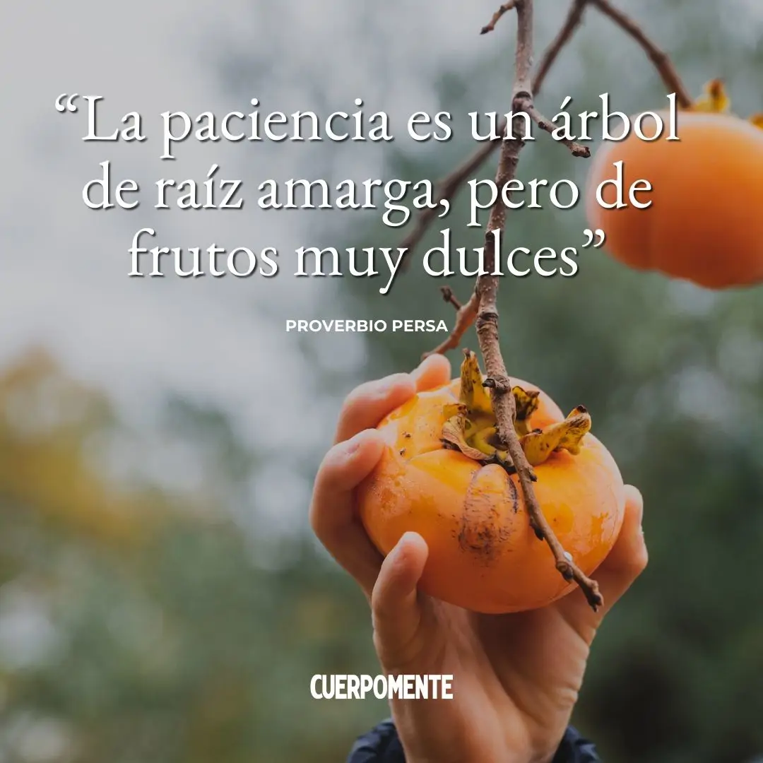 Las 100 Mejores Frases Sobre La Paciencia Paciencia Frases Paciencia