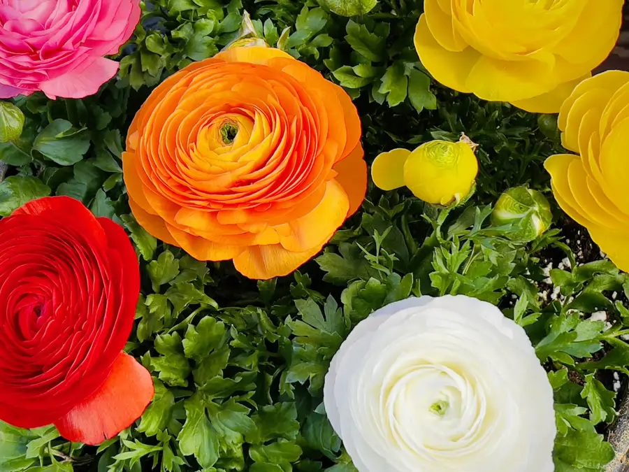Flor Ranunculus Cómo cuidar los ranúnculos, la flor asilvestrada más elegante de la ...