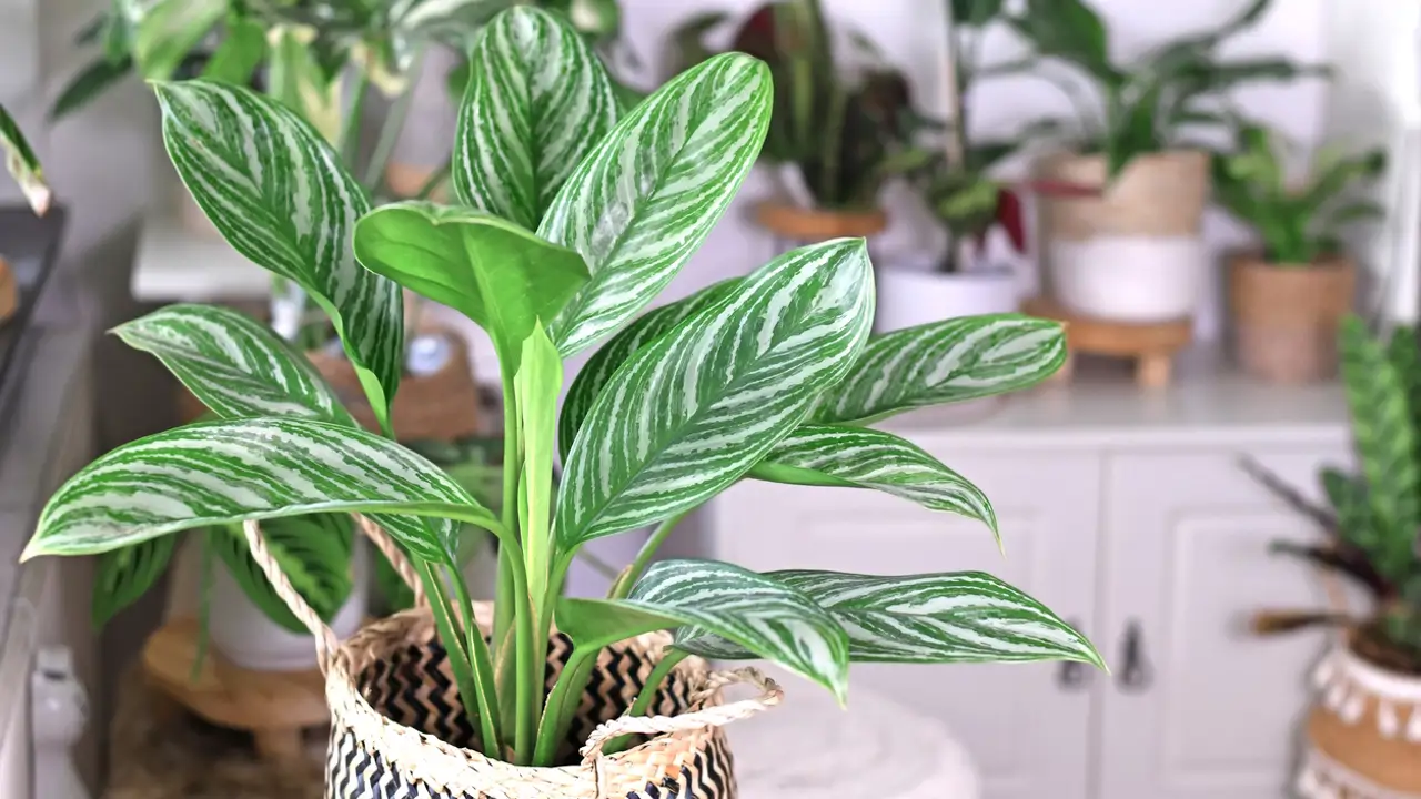 Aglaonema, la bonita planta de interior que lo resiste todo
