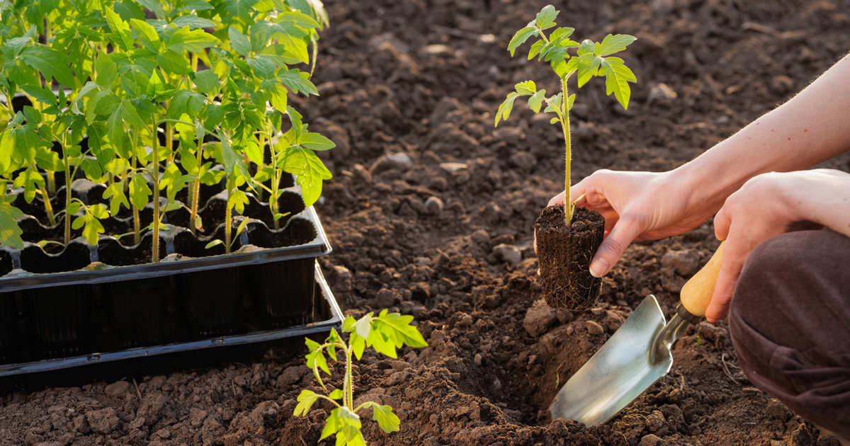 Cómo trasplantar los tomates a tierra para que echen más raíces según ...