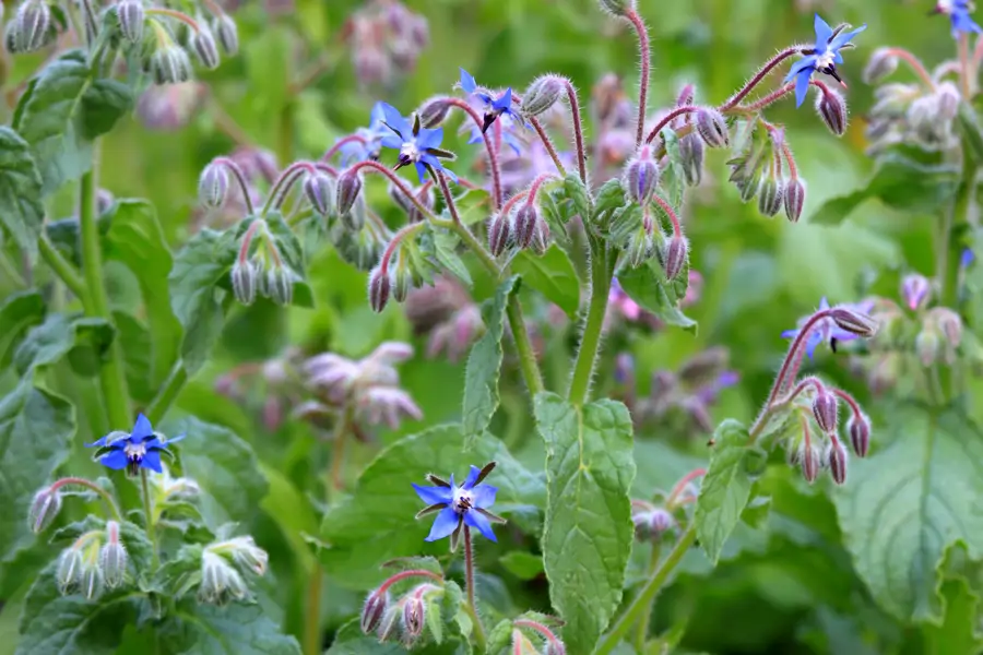 Borago officinalis
