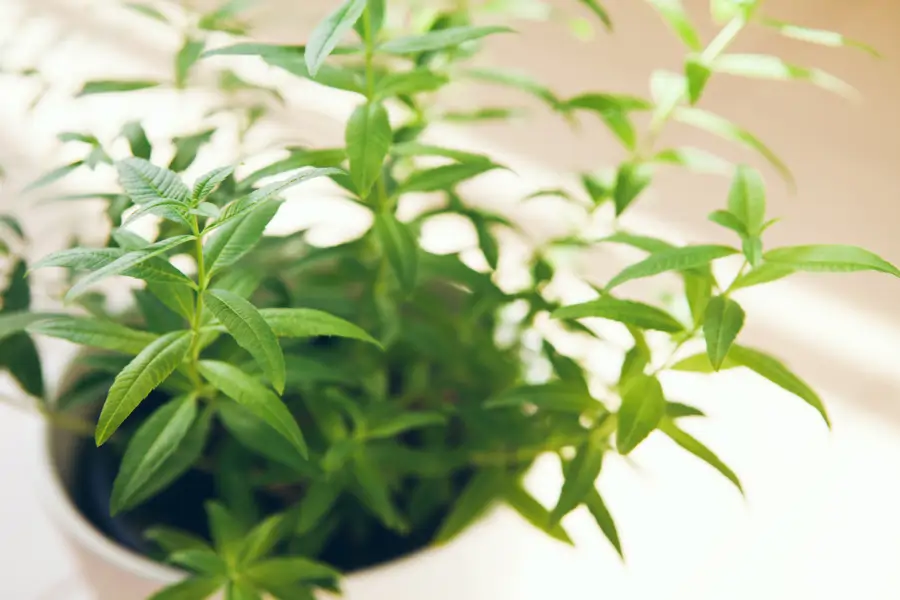 Herbe Luisa En Pot Ou Acheter