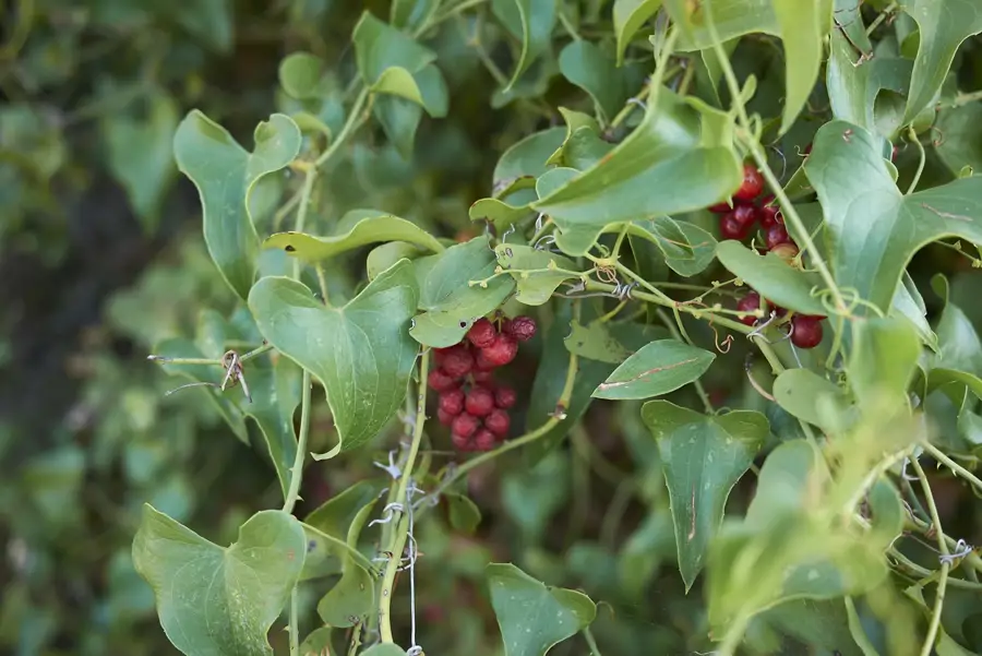 Zarzaparrilla: todos los artículos de esta planta de raíces medicinales