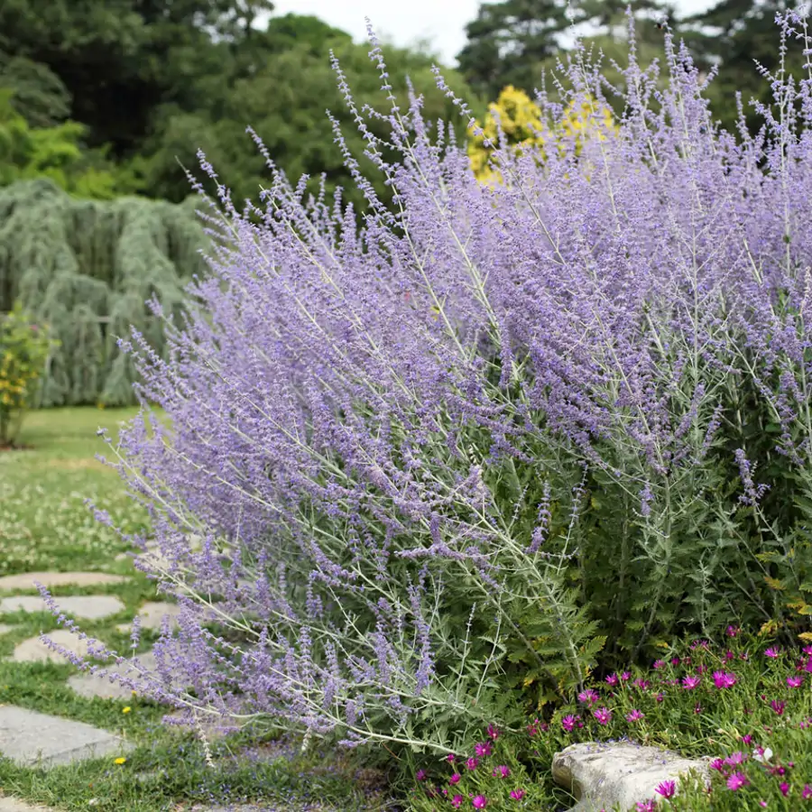 Violeta Rusa Tipos de malvas y sus cuidados: las pequeñas flores que reivindican el ...