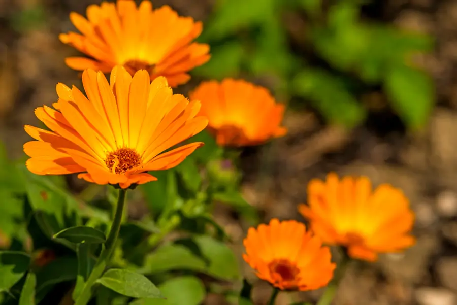 Caléndulas (Calendula officinalis)