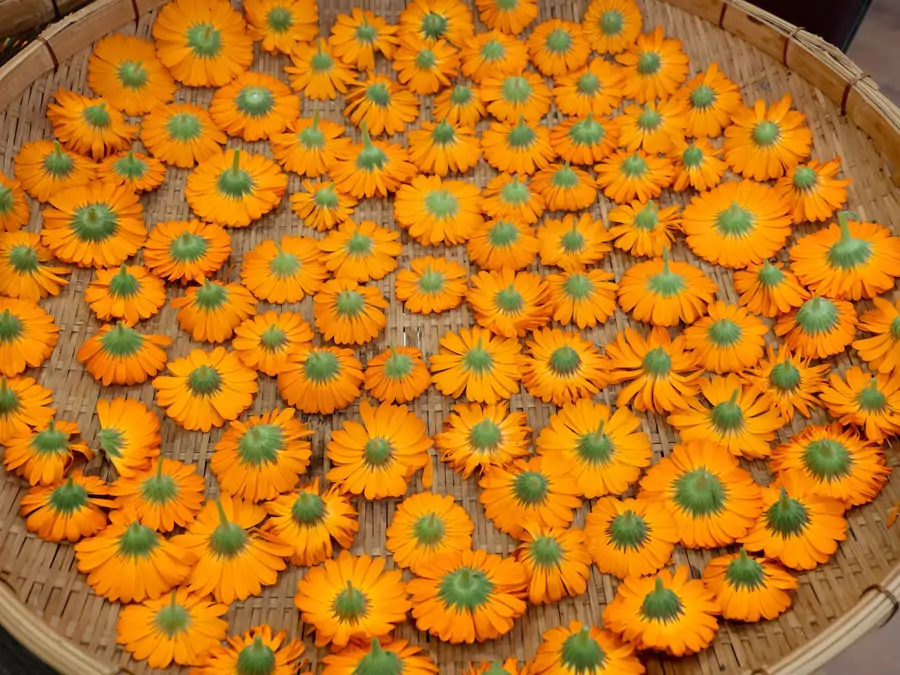 Secar flores de caléndula